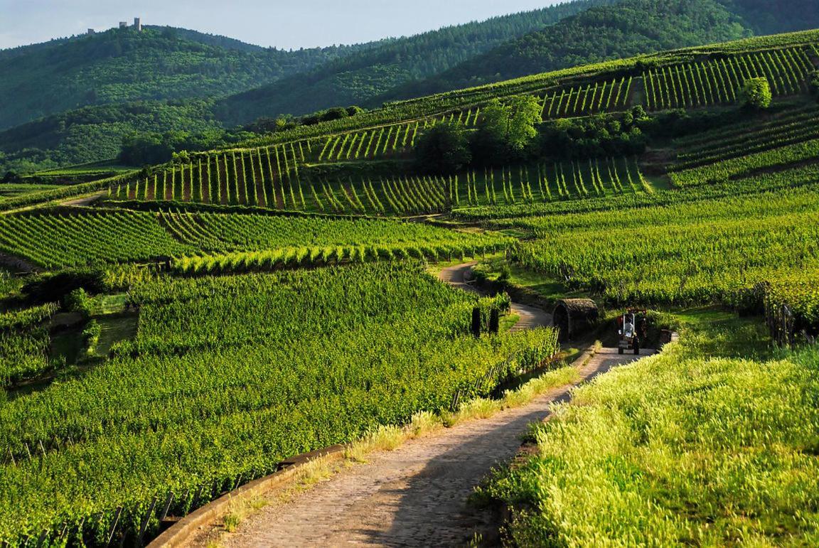 Coeur D'Alsace Colmar Vignobles Ouest Avec Terrasses Wintzenheim Exterior foto